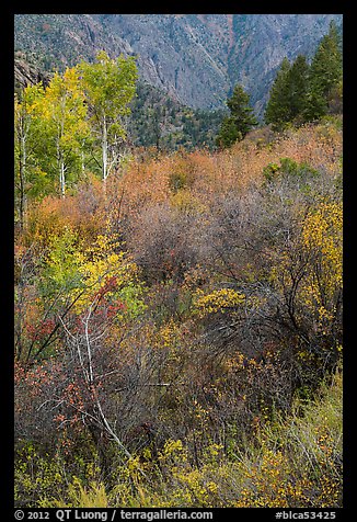 Shrubs and trees in autumn color. Black Canyon of the Gunnison National Park (color)