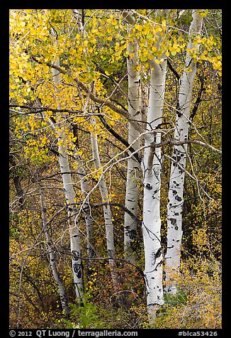 Aspen in fall. Black Canyon of the Gunnison National Park (color)