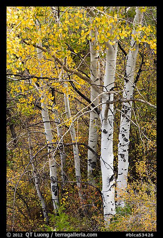 Aspen in fall. Black Canyon of the Gunnison National Park, Colorado, USA.