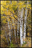 Aspen in fall. Black Canyon of the Gunnison National Park ( color)