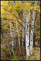 Aspen in fall. Black Canyon of the Gunnison National Park, Colorado, USA. (color)