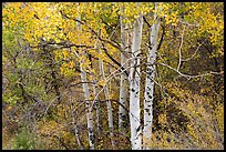 Aspen in autumn. Black Canyon of the Gunnison National Park, Colorado, USA.