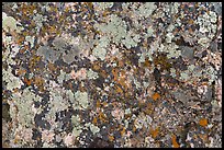 Close-up of lichen on rock. Black Canyon of the Gunnison National Park, Colorado, USA.