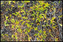 Gambel Oak and leaves. Black Canyon of the Gunnison National Park, Colorado, USA.