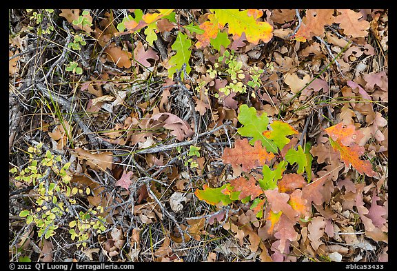 Close-up of Oak leaves in autumn. Black Canyon of the Gunnison National Park (color)