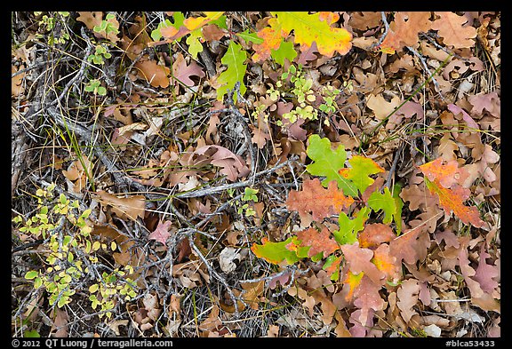 Close-up of Oak leaves in autumn. Black Canyon of the Gunnison National Park, Colorado, USA.