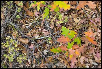 Close-up of Oak leaves in autumn. Black Canyon of the Gunnison National Park, Colorado, USA. (color)