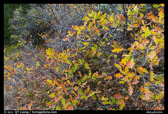Gambel Oak thicket in the fall. Black Canyon of the Gunnison National Park (color)