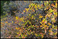 Gambel Oak thicket in the fall. Black Canyon of the Gunnison National Park, Colorado, USA. (color)