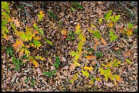 Gambel Oak and ground covered with fallen leaves. Black Canyon of the Gunnison National Park ( color)