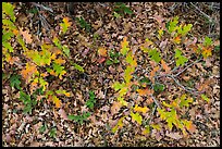 Gambel Oak and ground covered with fallen leaves. Black Canyon of the Gunnison National Park, Colorado, USA.