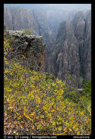 Scrub Oak on south rim in rain. Black Canyon of the Gunnison National Park, Colorado, USA.