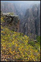 Scrub Oak on south rim in rain. Black Canyon of the Gunnison National Park ( color)