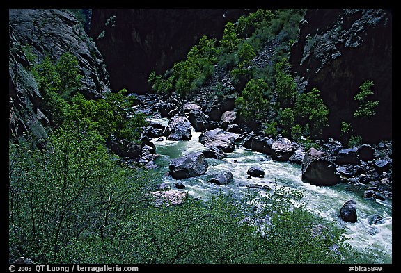 Spring vegetation along  Gunisson river near  Narrows. Black Canyon of the Gunnison National Park (color)