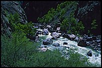 Spring vegetation along  Gunisson river near  Narrows. Black Canyon of the Gunnison National Park, Colorado, USA.