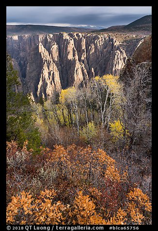Gambel Oak, aspen and canyon in autumn. Black Canyon of the Gunnison National Park (color)