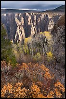 Gambel Oak, aspen and canyon in autumn. Black Canyon of the Gunnison National Park ( color)