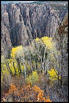 Gambel Oak and aspen trees in autum with canyon walls. Black Canyon of the Gunnison National Park ( color)