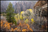 Fall foliage color and canyon walls. Black Canyon of the Gunnison National Park ( color)