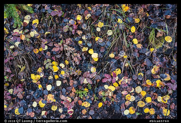 Close up of fallen aspen leaves. Black Canyon of the Gunnison National Park, Colorado, USA.