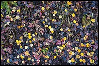 Close up of fallen aspen leaves. Black Canyon of the Gunnison National Park ( color)