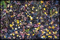 Close up of fallen aspen leaves. Black Canyon of the Gunnison National Park, Colorado, USA.