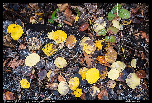 Close up of fallen aspen leaves with snow. Black Canyon of the Gunnison National Park, Colorado, USA.