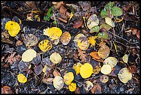 Close up of fallen aspen leaves with snow. Black Canyon of the Gunnison National Park, Colorado, USA.