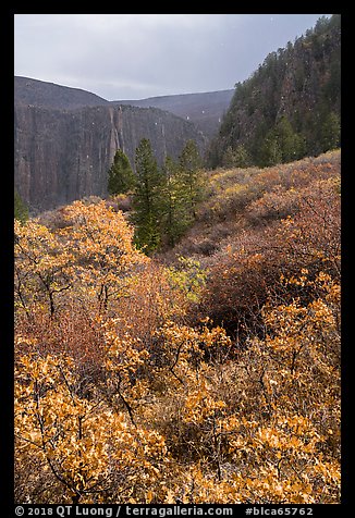 Snowfall and gambel oak in autumn. Black Canyon of the Gunnison National Park (color)