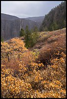Snowfall and gambel oak in autumn. Black Canyon of the Gunnison National Park ( color)