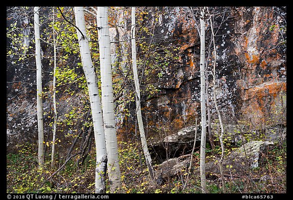 Cliff and aspen in autumn. Black Canyon of the Gunnison National Park (color)