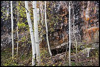 Cliff and aspen in autumn. Black Canyon of the Gunnison National Park ( color)