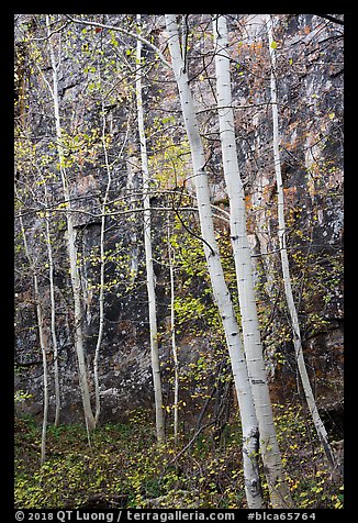 Aspen and cliff in autumn. Black Canyon of the Gunnison National Park (color)