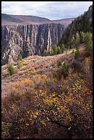 Gambel Oak and serviceberries color slopes above the canyon. Black Canyon of the Gunnison National Park ( color)