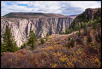 Fall foliage along Oak Flat Trail. Black Canyon of the Gunnison National Park ( color)