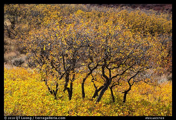 Gambel Oak trees in autumn. Black Canyon of the Gunnison National Park (color)