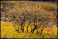 Gambel Oak trees in autumn. Black Canyon of the Gunnison National Park ( color)