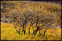 Gambel Oak trees in autumn. Black Canyon of the Gunnison National Park ( color)