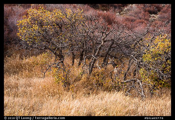Deer and Gambel Oak trees in autumn. Black Canyon of the Gunnison National Park (color)