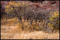 Deer and Gambel Oak trees in autumn. Black Canyon of the Gunnison National Park ( color)