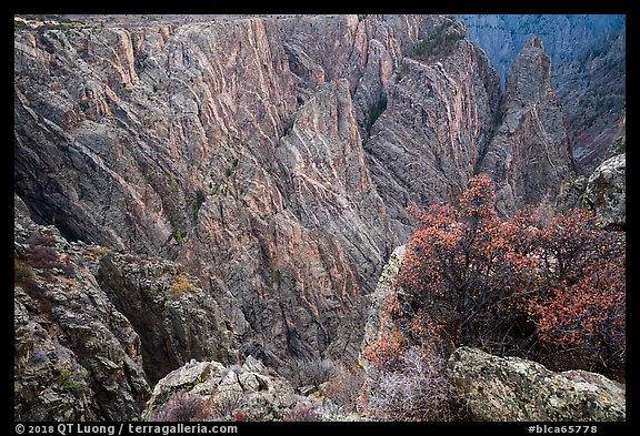 Serviceberries in fall foliage on the edge of canyon, Cross Fissures. Black Canyon of the Gunnison National Park (color)