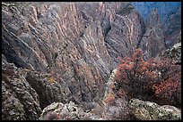 Serviceberries in fall foliage on the edge of canyon, Cross Fissures. Black Canyon of the Gunnison National Park ( color)