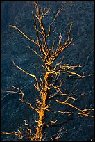 Last sunrays on dead juniper. Black Canyon of the Gunnison National Park ( color)