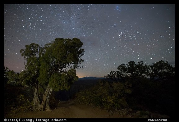 Juniper, Warner Point, night. Black Canyon of the Gunnison National Park (color)