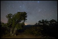 Juniper, Warner Point, night. Black Canyon of the Gunnison National Park ( color)