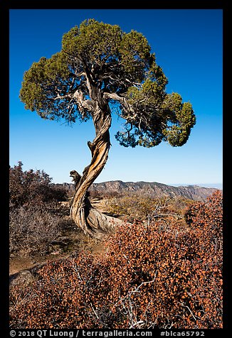 Juniper, Dragon Point. Black Canyon of the Gunnison National Park, Colorado, USA.