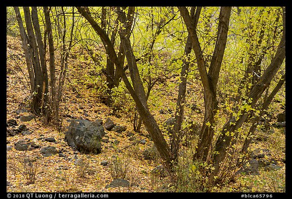 Cottonwoods and slopes covered with fallen leaves, East Portal. Black Canyon of the Gunnison National Park (color)