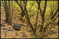 Cottonwoods and slopes covered with fallen leaves, East Portal. Black Canyon of the Gunnison National Park ( color)