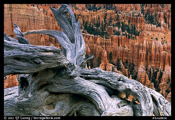 Twisted juniper near Inspiration point. Bryce Canyon National Park, Utah, USA.