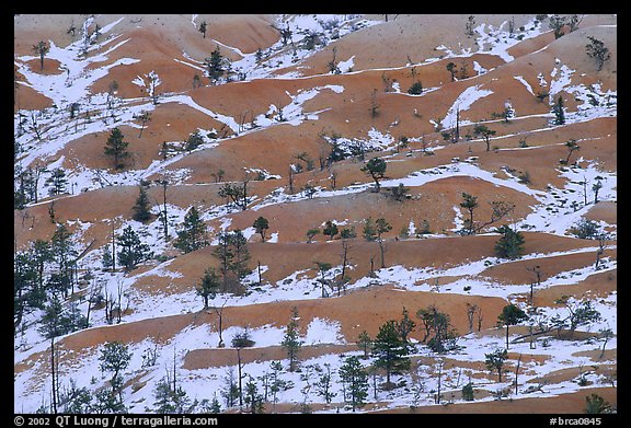 Ridges, snow, and trees. Bryce Canyon National Park (color)